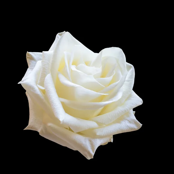 Siyah arkaplanda beyaz gül.