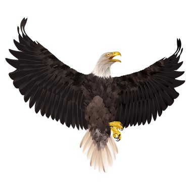 Kel kartal beyaz zemin üzerine izole.