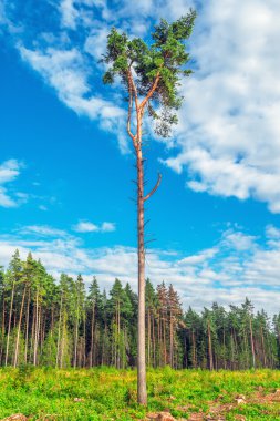 Uzun boylu eski çam ağacı.