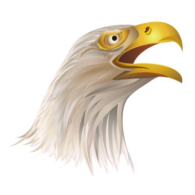 Kel kartal beyaz arka plan üzerinde izole başkanı.