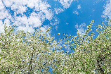 Elma ağacının dalları.
