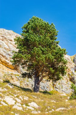 Dağ yamacında çam ağacı.
