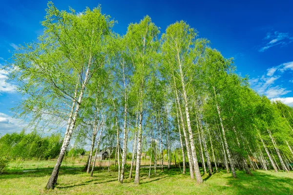 Berken boom grove. — Stockfoto