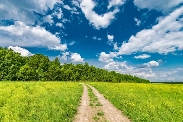 Camino en el campo con flores —  Fotos de Stock