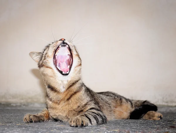 Ağzıyla esneme kedi. — Stok fotoğraf