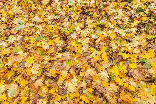 Suché Javorové Listy Zemi Podzimním Městském Parku — Stock fotografie