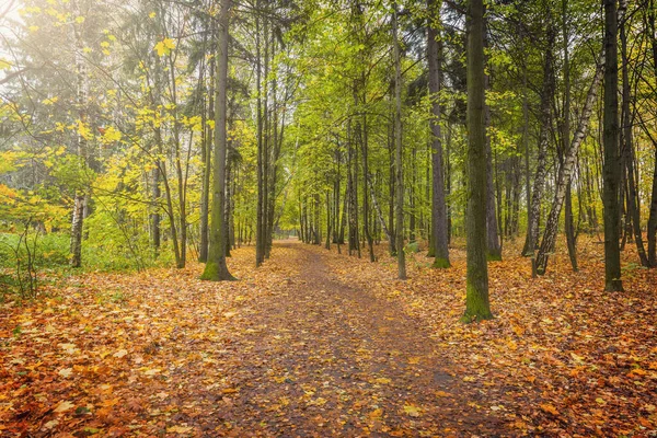 Blick Auf Den Herbstlichen Wald Zur Nassen Abendzeit — Stockfoto