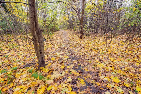 Pohled Podzimní Les Vlhkém Večerním Čase — Stock fotografie