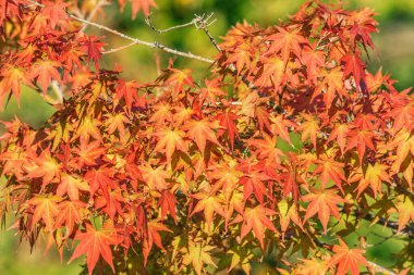 Sonbahar günü şehir parkında ağaç yaprakları..