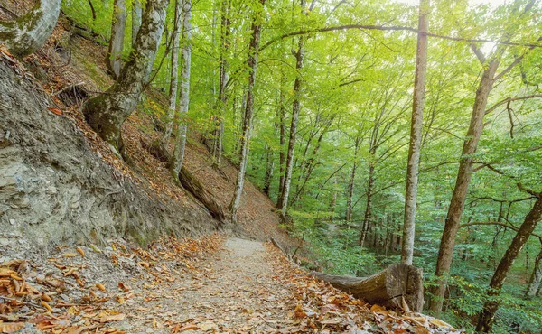 Caminho Turístico Floresta Montanha Noite — Fotografia de Stock