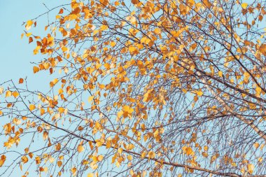 Mavi arkaplanda huş ağacının sarı yaprakları.