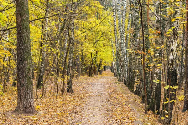 View Autumn Birch Tree Grove Day Time — Stock Photo, Image