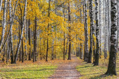 Gündüz vakti sonbahar huş ağacının manzarası.
