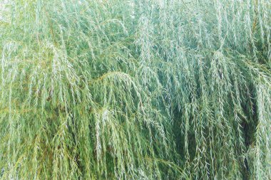 Bahçedeki yeşil söğüt bitkileri.