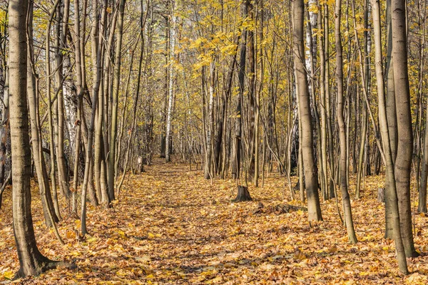 Pohled Podzimní Starý Park Dne Rusko — Stock fotografie