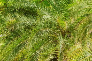 Şehir parkında sahildeki palmiye ağaçları.