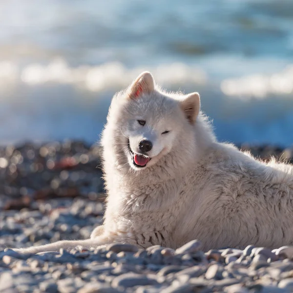 Beyaz köpek gün batımında sahilde.
