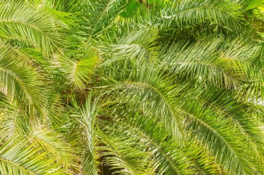 Şehir parkında sahildeki palmiye ağaçları.