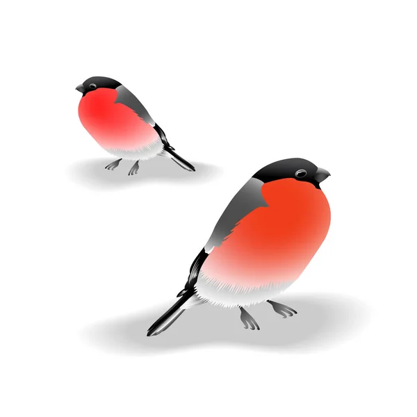 Bullfinches Isolato Sfondo Bianco Illustrazione Vettoriale — Vettoriale Stock