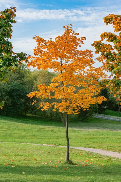 Esdoornbomen Het Stadspark Tijdens Herfstdagen — Stockfoto