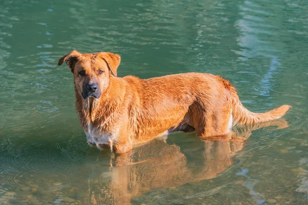 Chien Debout Dans Eau Rivière — Photo