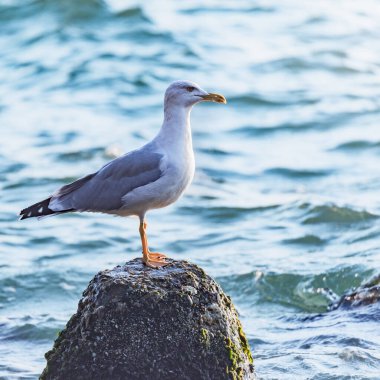 Deniz arka planındaki taşın üzerindeki martı..