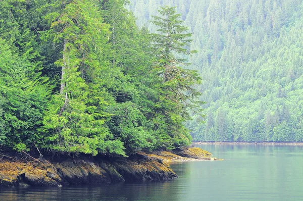 Foresta Primaverile Sulla Costa Oceanica Columbia Britannica Canada — Foto Stock