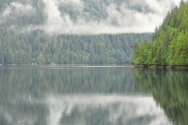 Okyanus kıyısındaki bahar ormanı. İngiliz Kolombiyası. Kanada.