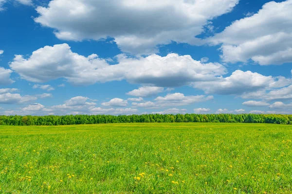 Meadow Dandelion Flowers Hot Day Summer Time — Stock Photo, Image