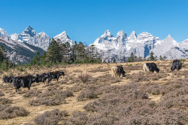 White Black Yaks Alpine Mountains Himalayan Big Yaks Lijiang Yunnan — Stock Photo, Image