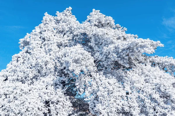 Kiefer Unter Dem Schnee Huangshan Nationalpark China — Stockfoto