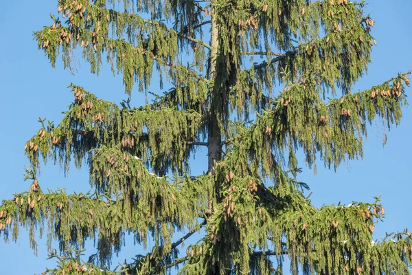 Parte Árvore Abeto Fundo Céu Azul — Fotografia de Stock