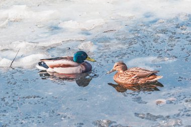 Göl yüzeyinde eriyen buzların arasında bir çift ördek..