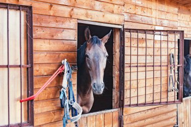 Atın başı özel ahırda..