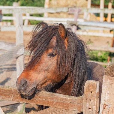 Atın başı özel ahırda..