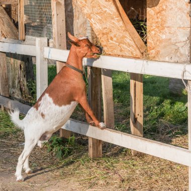 Aç keçi gün batımında ot yer..