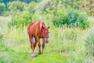 Gün batımında at çayırda yürüyor..