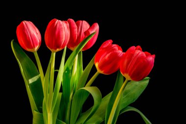 Siyah arka planda beş kırmızı lale buketi var..