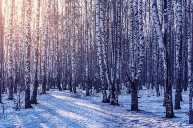 Bahar günbatımında huş ağacı koruluğu.