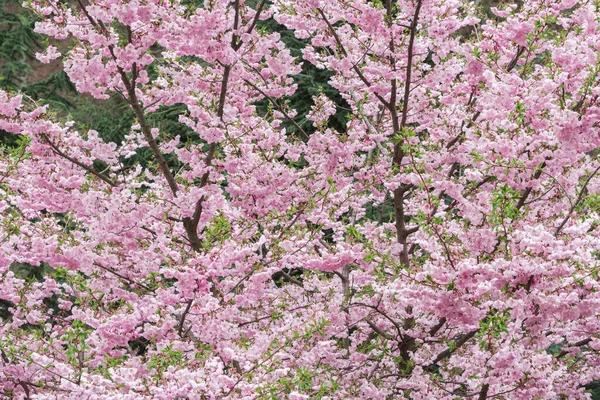 在花园里绽放着白花的樱桃枝 — 图库照片