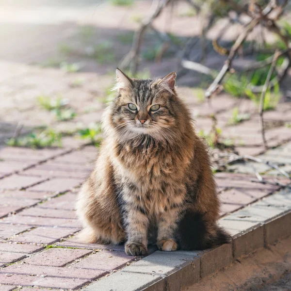 Evcil Kedi Sokakta Oturuyor — Stok fotoğraf