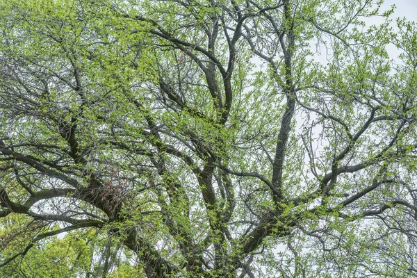 Drzewo Gałęzie Szarym Tle Nieba — Zdjęcie stockowe