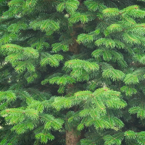 Pine Tree Branches City Park — Stock Photo, Image