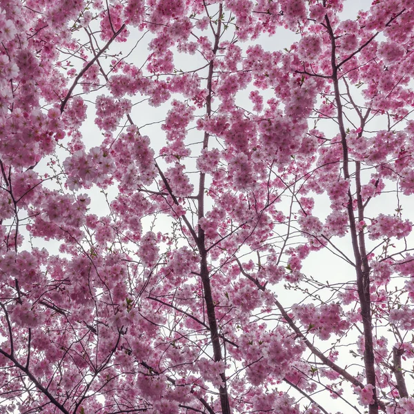 Des Branches Cerisier Fleuries Avec Des Fleurs Colorées Dans Jardin — Photo