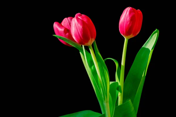 Tres Tulipanes Rojos Ramo Aislado Sobre Fondo Negro — Foto de Stock