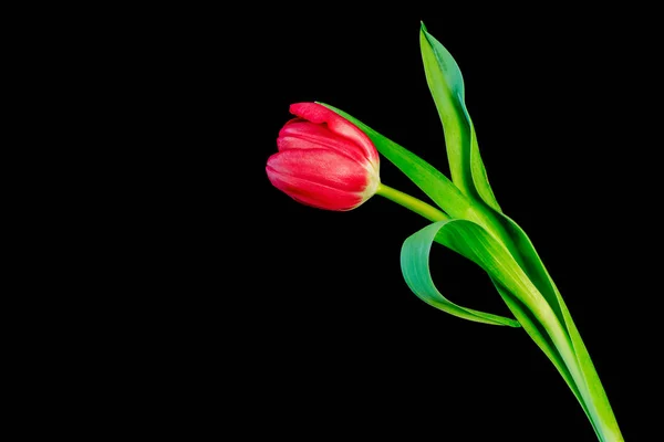 Tulipán Rojo Aislado Sobre Fondo Negro — Foto de Stock