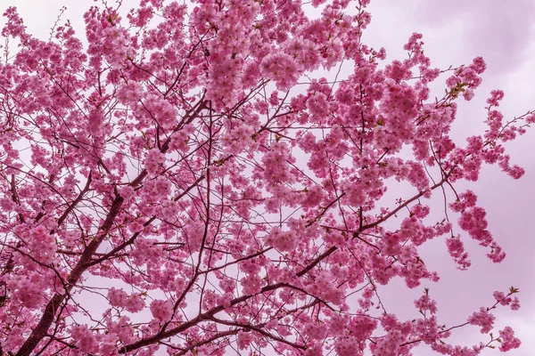 Kwitnące Gałązki Wiśni Kolorowymi Kwiatami Ogrodzie — Zdjęcie stockowe
