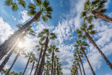 Şehir parkındaki palmiye ağaçları, akşam vakti plajın yanında..