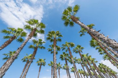 Şehir parkında sahildeki palmiye ağaçları.