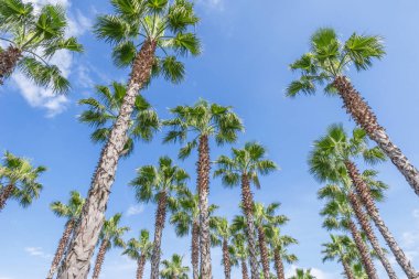 Şehir parkında sahildeki palmiye ağaçları.